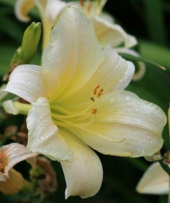 Ice trumpets